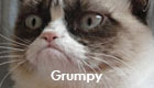grumpy cat grumpy cat
