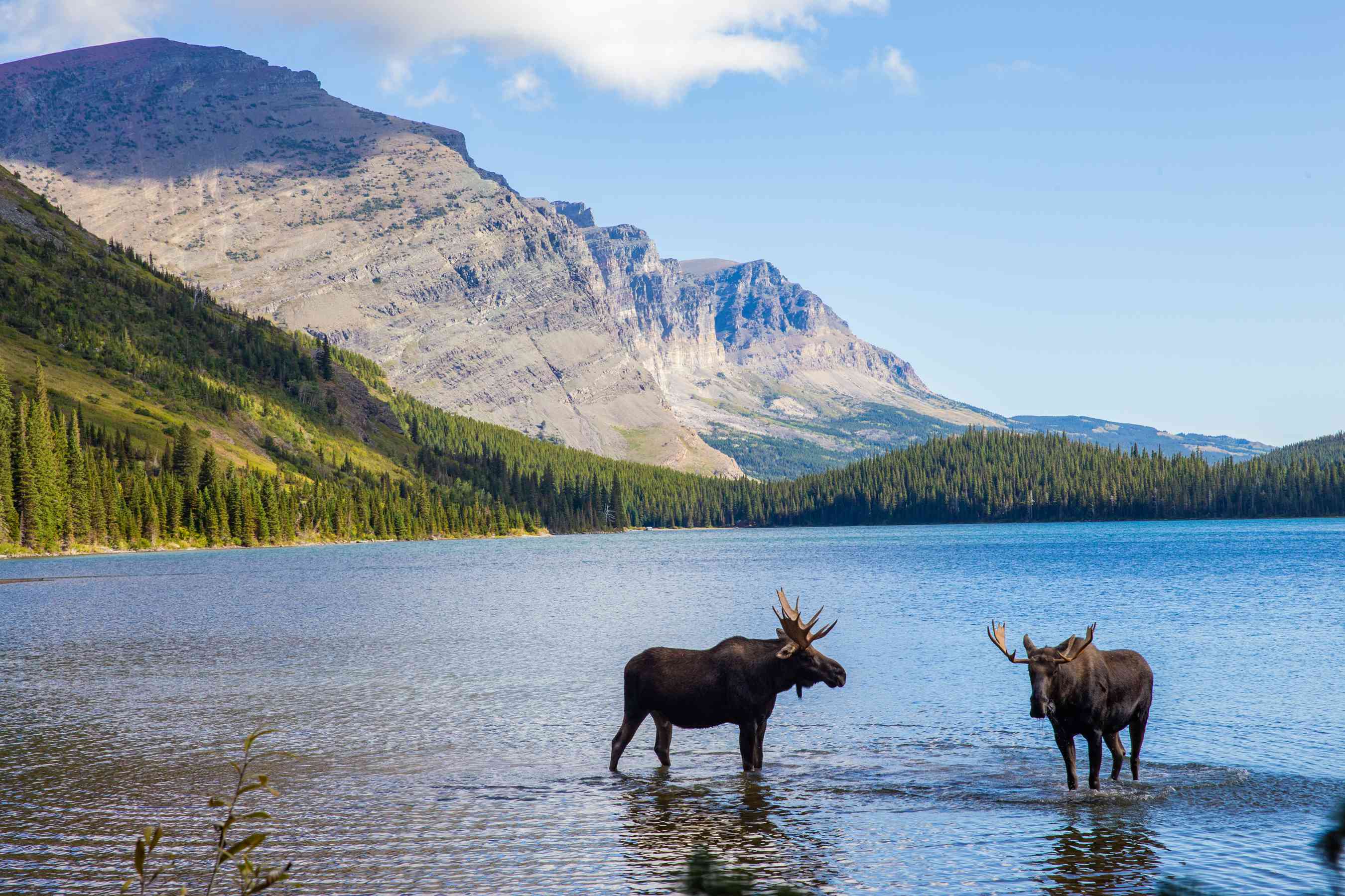 NFT Development Company in Montana